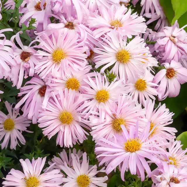 Bakker Aster Fellowship plante vivace pot 9cm rose