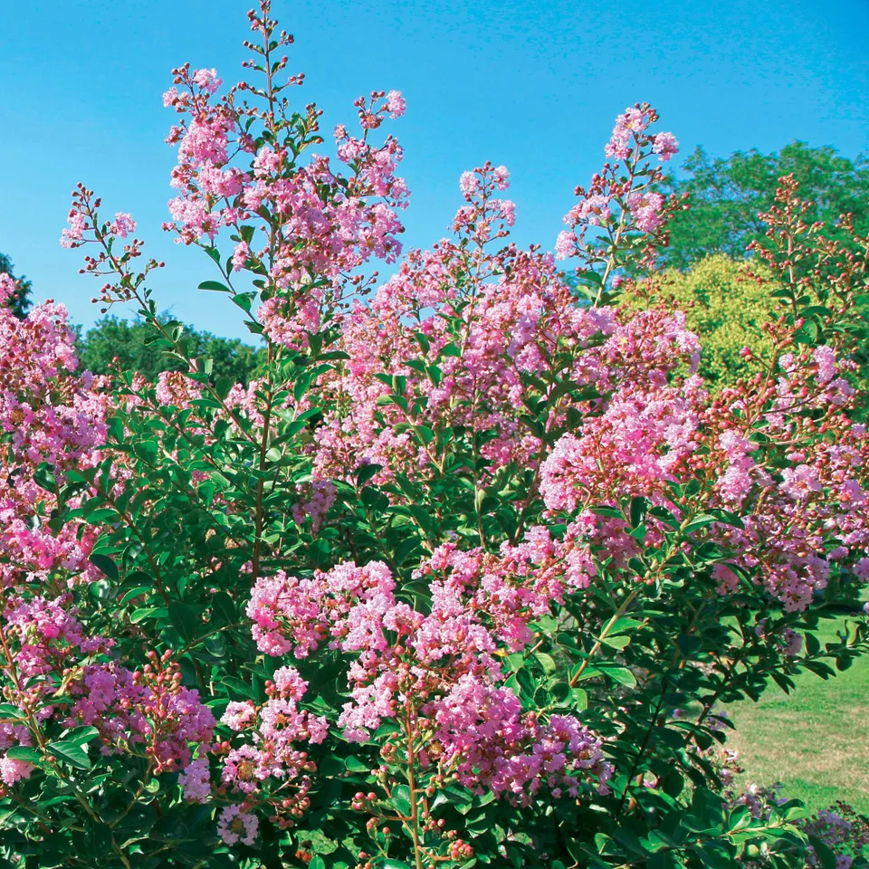 Bakker Lilas des Indes Petit Pink arbuste rose pot Ø 9 cm