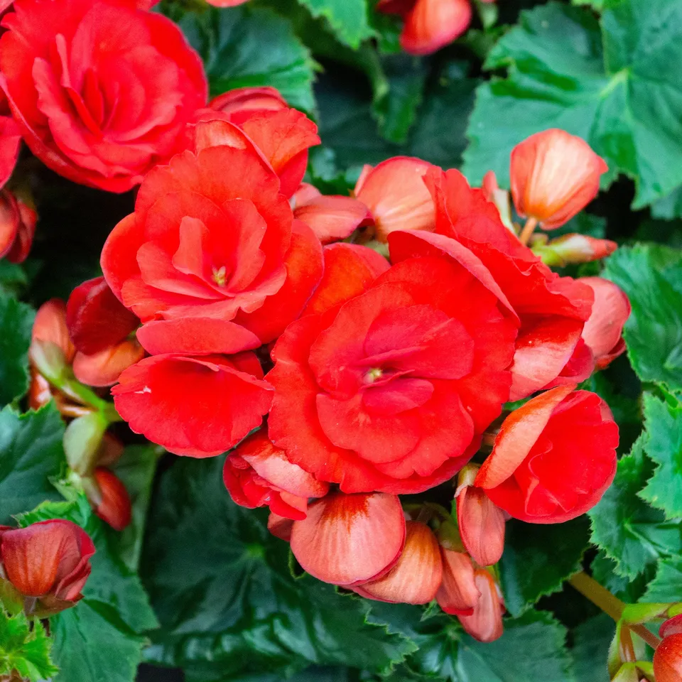 Bakker Bégonia grandes fleurs rouges plante terrasse pot Ø10,5cm