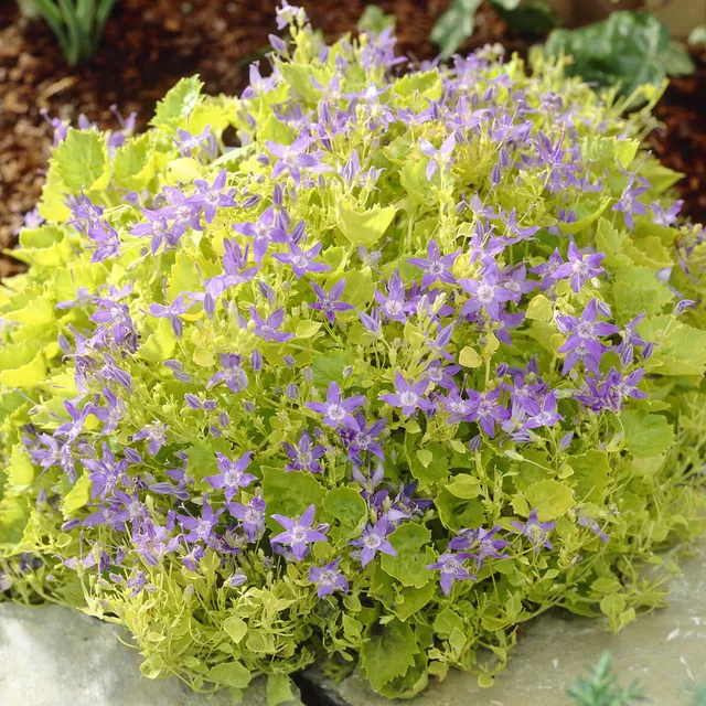 Bakker Campanule Dickson's Gold vivace pot 9cm feuillage doré