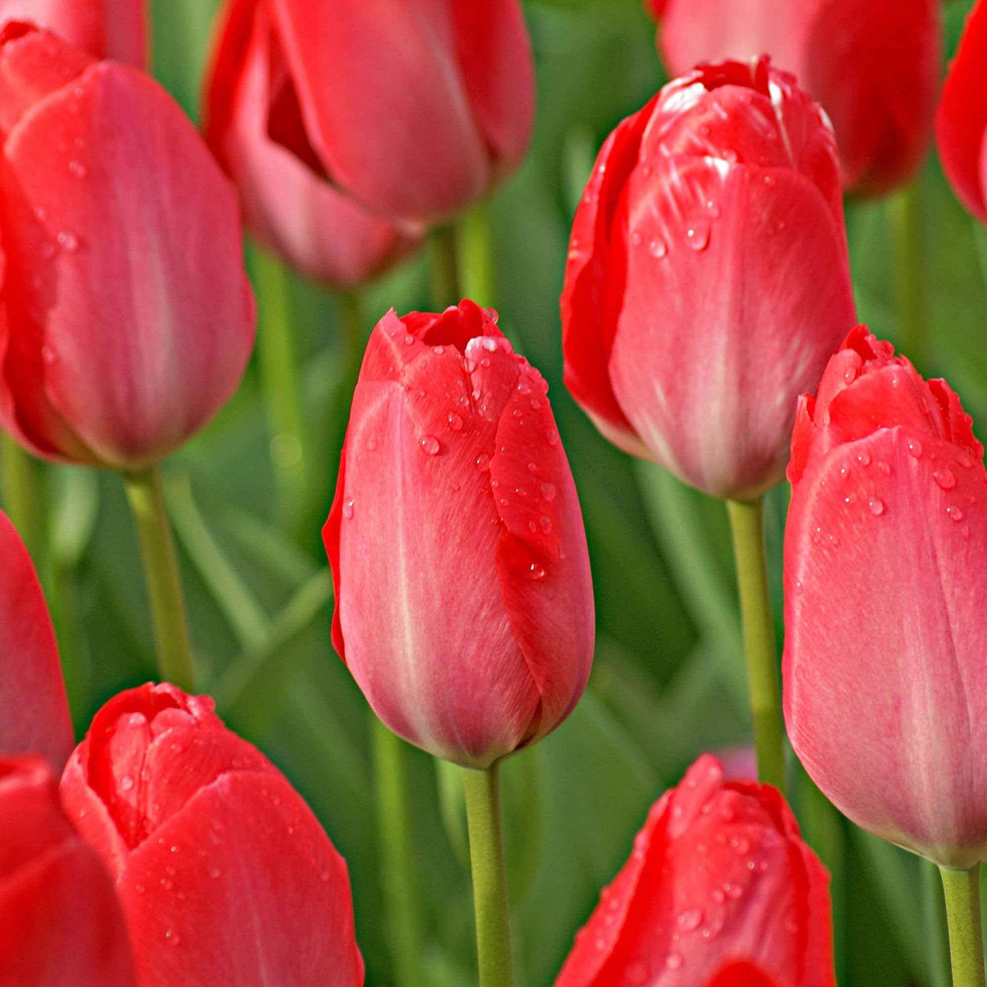Bakker Van Eijk tulipe rose lot de 10 bulbes fleur coupée