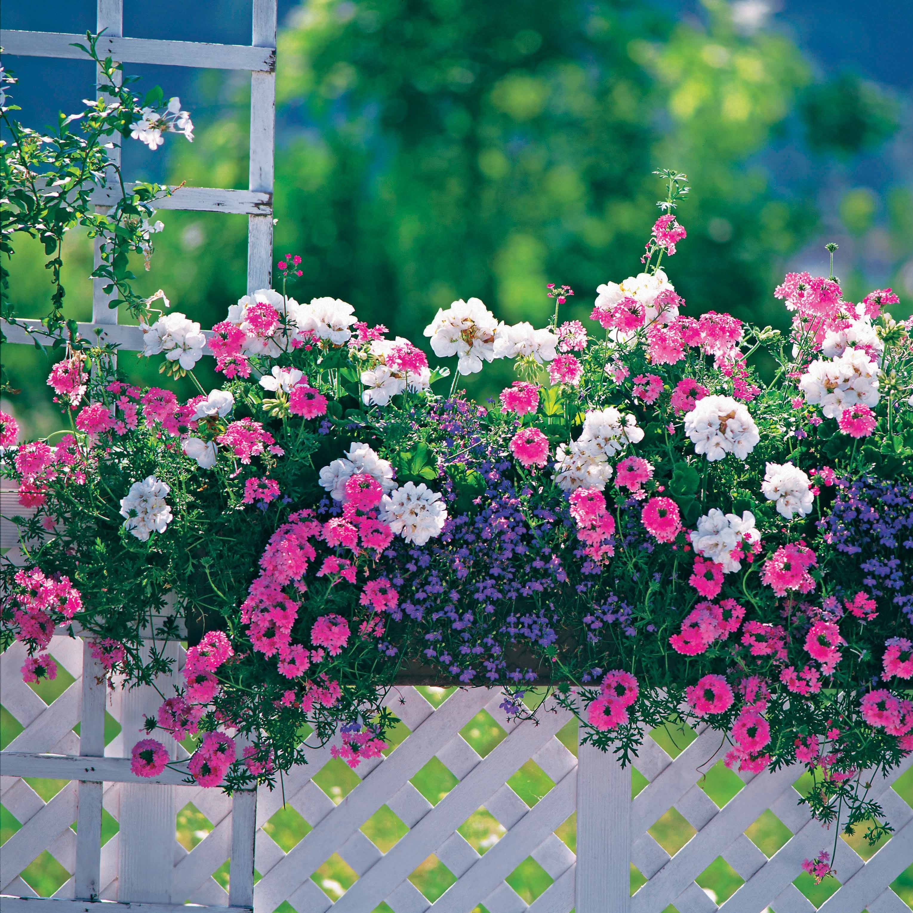 Bakker 3 Vivaces pastel Verbena Pelargonium Lobelia 3 pots