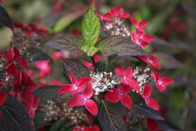 Les Hortensias du Haut Bois Kurenaï hortensia serrata godet