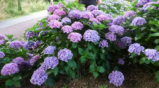 Les Hortensias du Haut Bois Splendens hortensia boule rouge