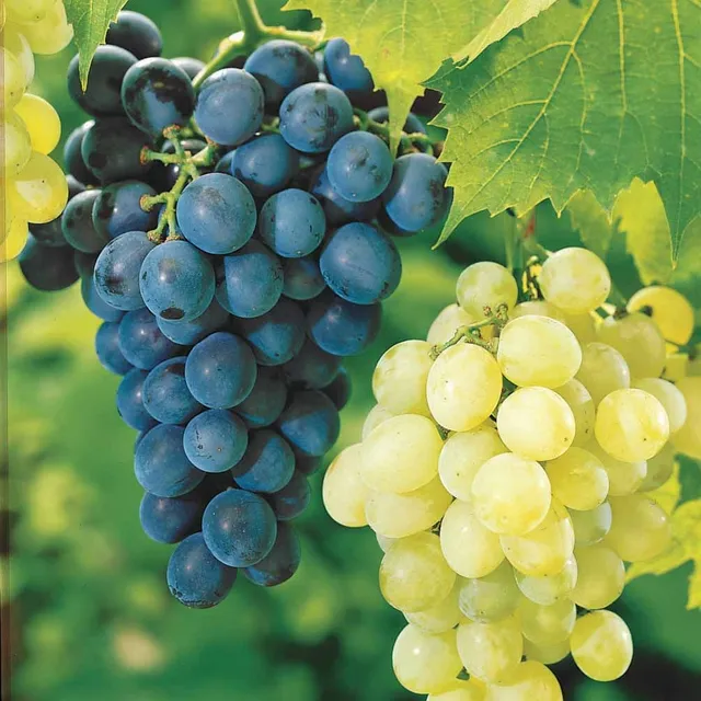 Bakker Fruitiers Collection 2 Vignes Muscat Chasselas motte