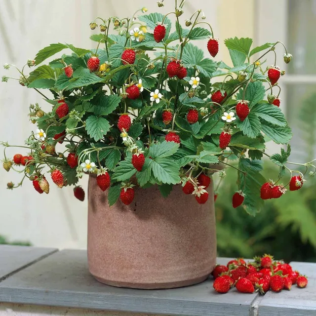Bakker Fruitiers Fraisier Reine des vallées fruitier 6 pots 7cm