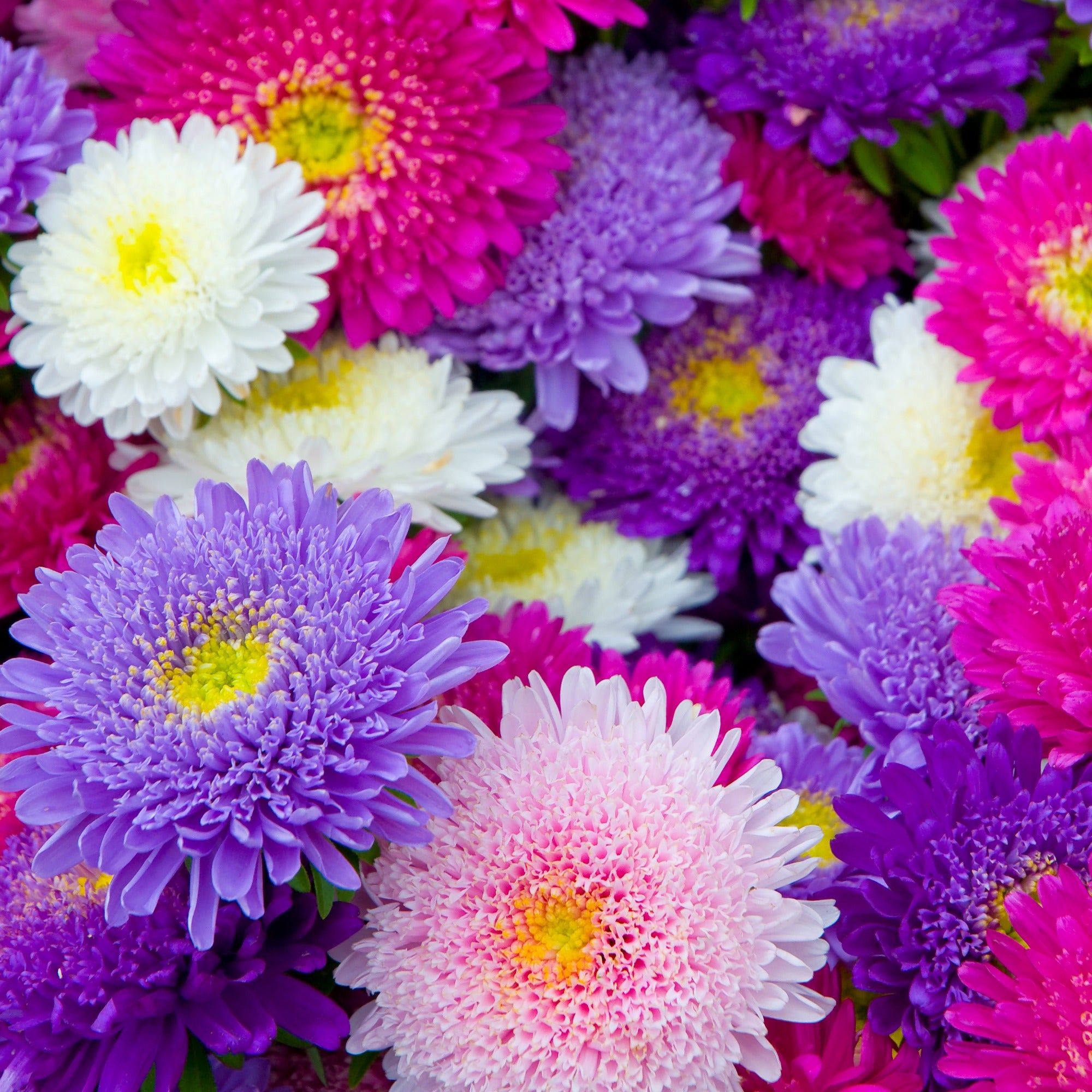 Bakker Reine-marguerite Super Princesse graines sachet 1g mélange