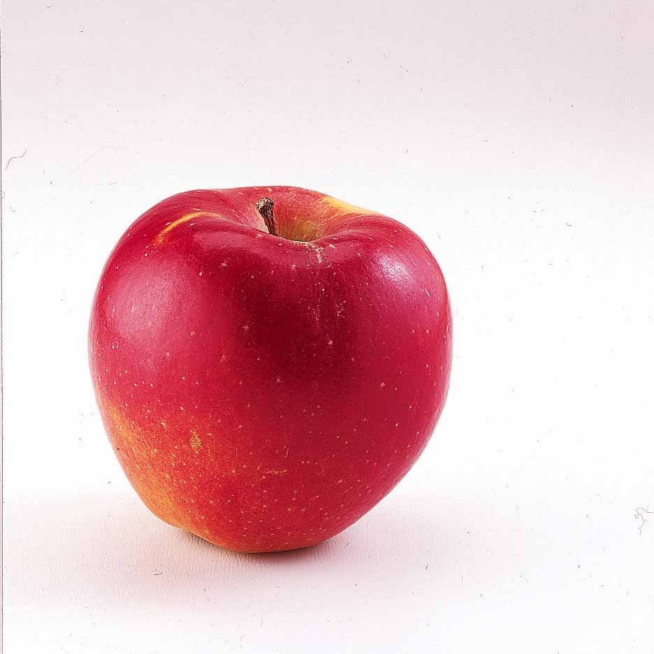 Bakker Braeburn mini-pommier pot 50-70cm longue conservation
