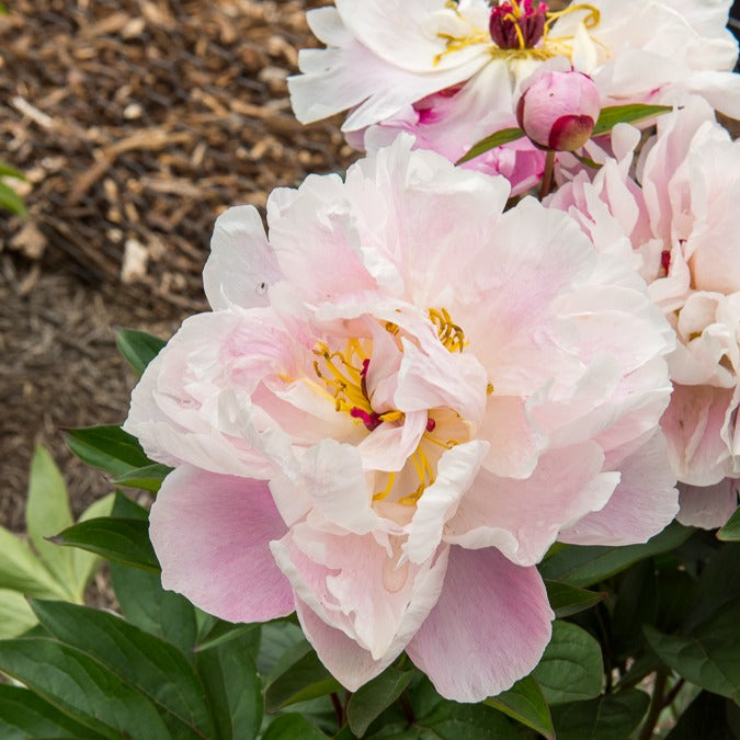 Bakker Pivoine Lady Alexandra Duff vivace racine nue rose