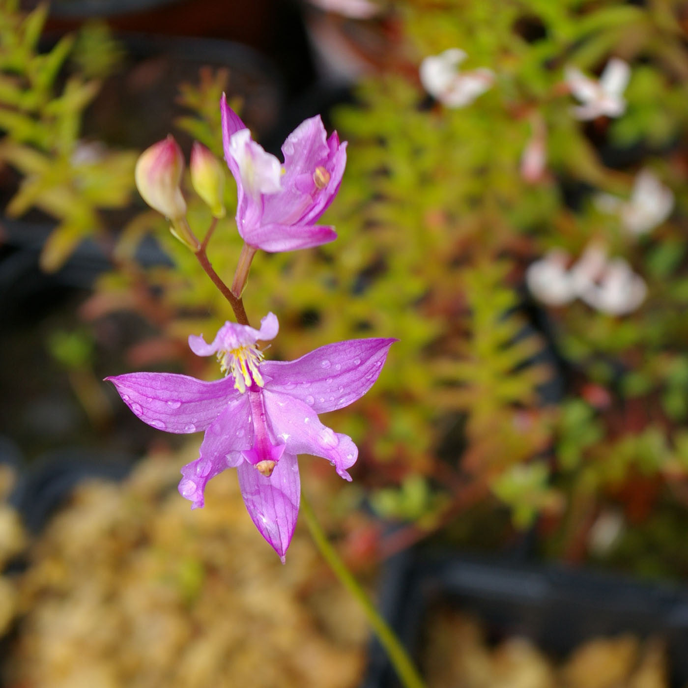 Carniflore Calopogon tuberosus orchidée de tourbière racines nues