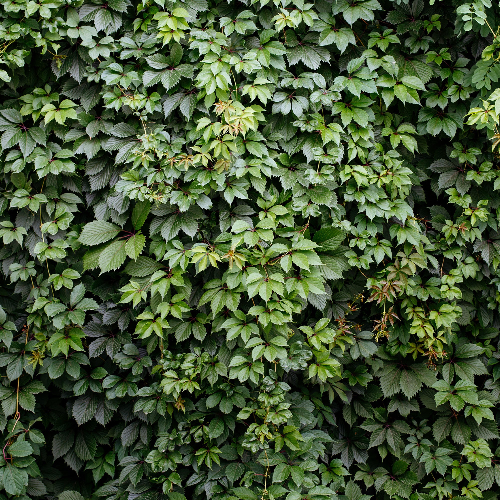 Bakker Vigne vierge Engelmann grimpante pot 2L 40-50cm