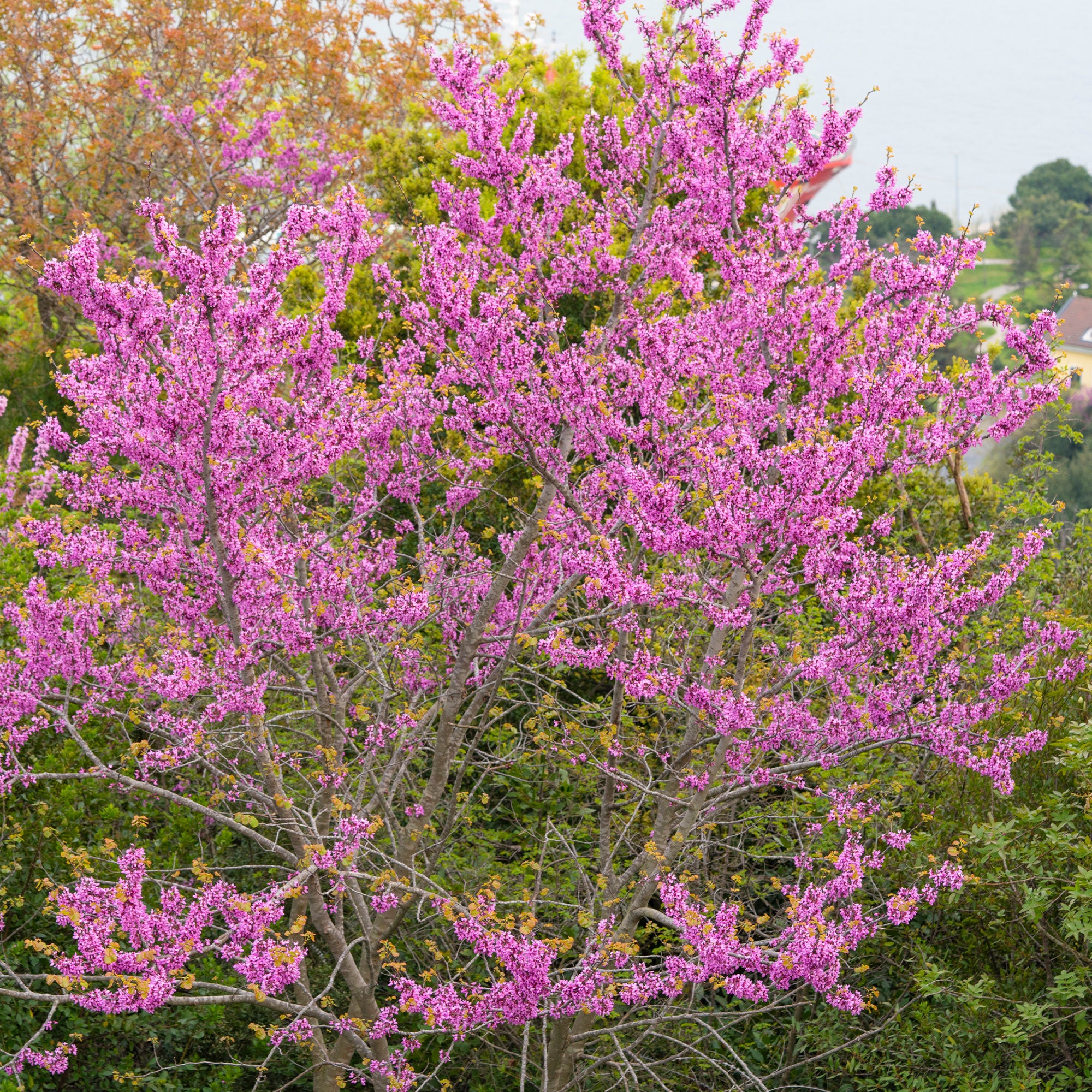 Bakker Arbre de Judée arbuste pot 9cm floraison rose
