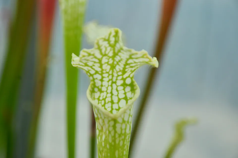Carniflore Sarracenia leucophylla viridescens plante carnivore