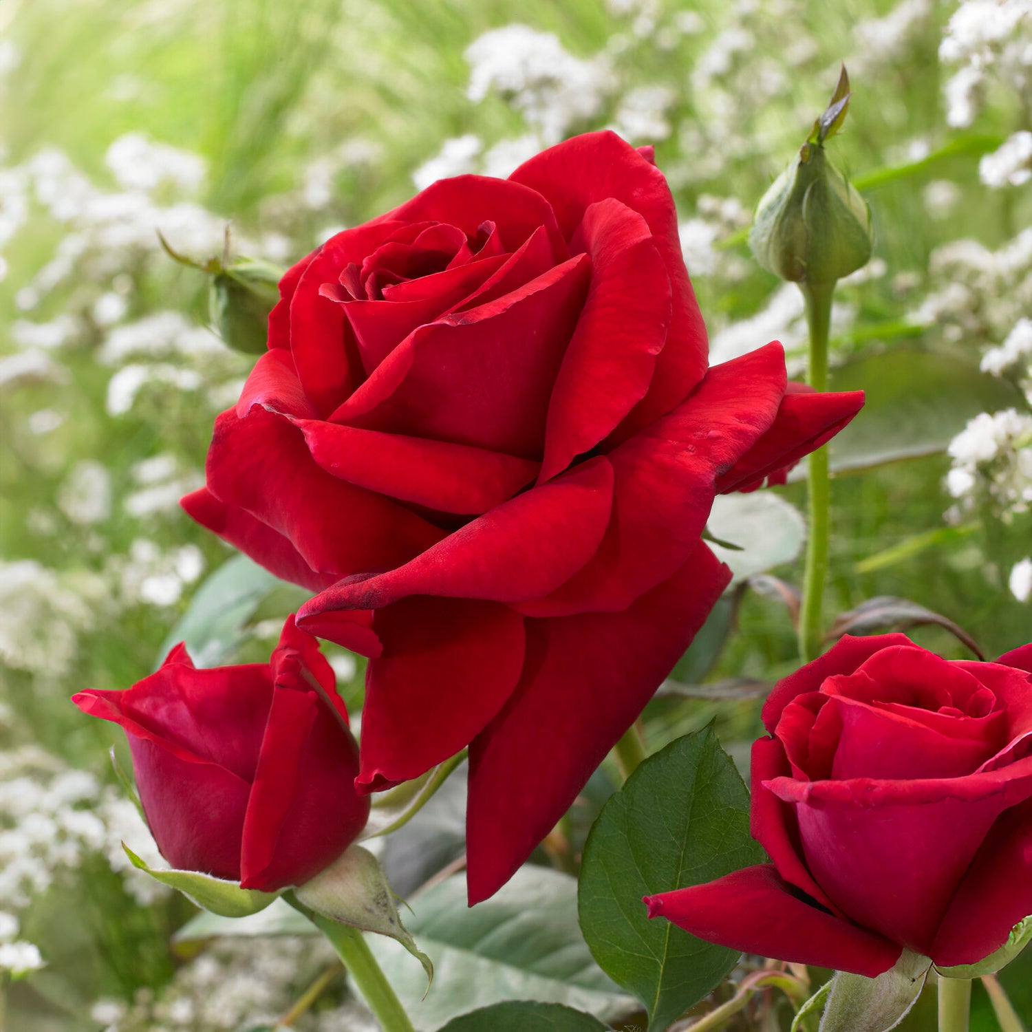 Bakker Magie du Parfum rosier buisson motte rouge parfumé