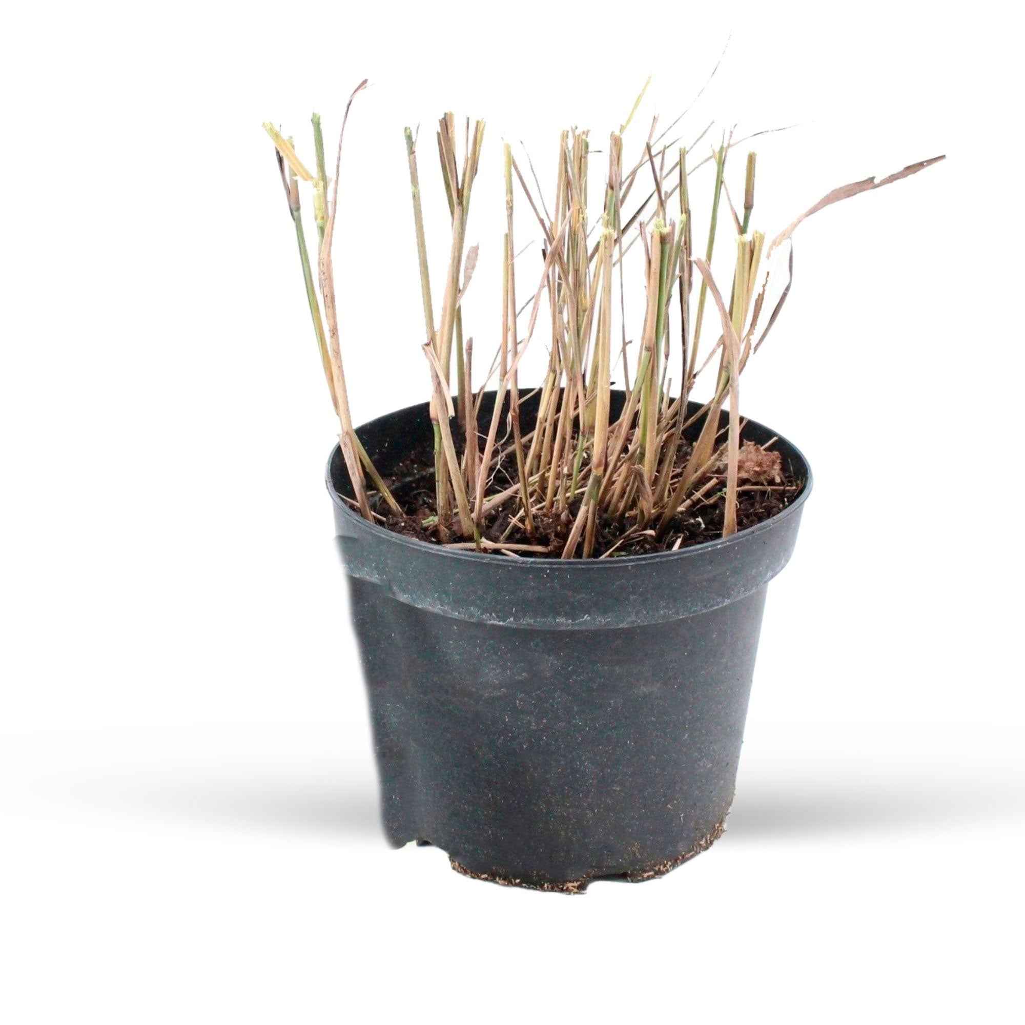 Bakker Pennisetum Flamingo graminée rose pot 9cm