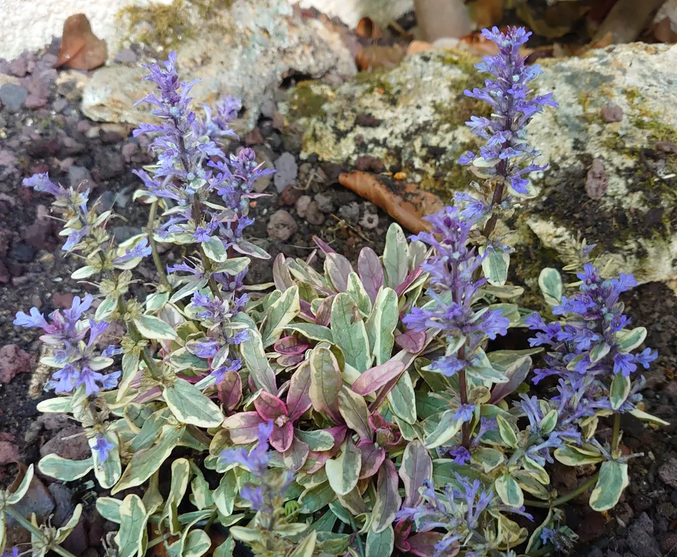 Passion Vivaces Ajuga Princess Nadia plante couvre-sol godet