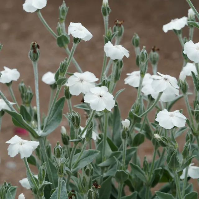 Bakker Coquelourde blanche Lychnis pot 9cm