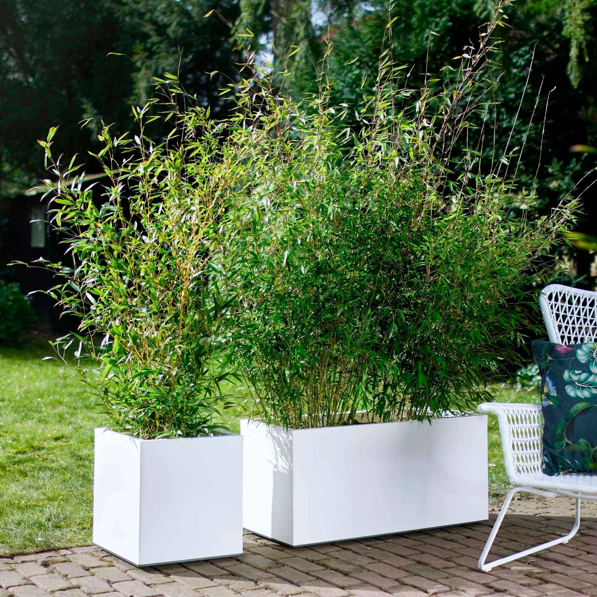 Bakker Fargesia rufa bambou non-traçant pot 2L 40-50cm