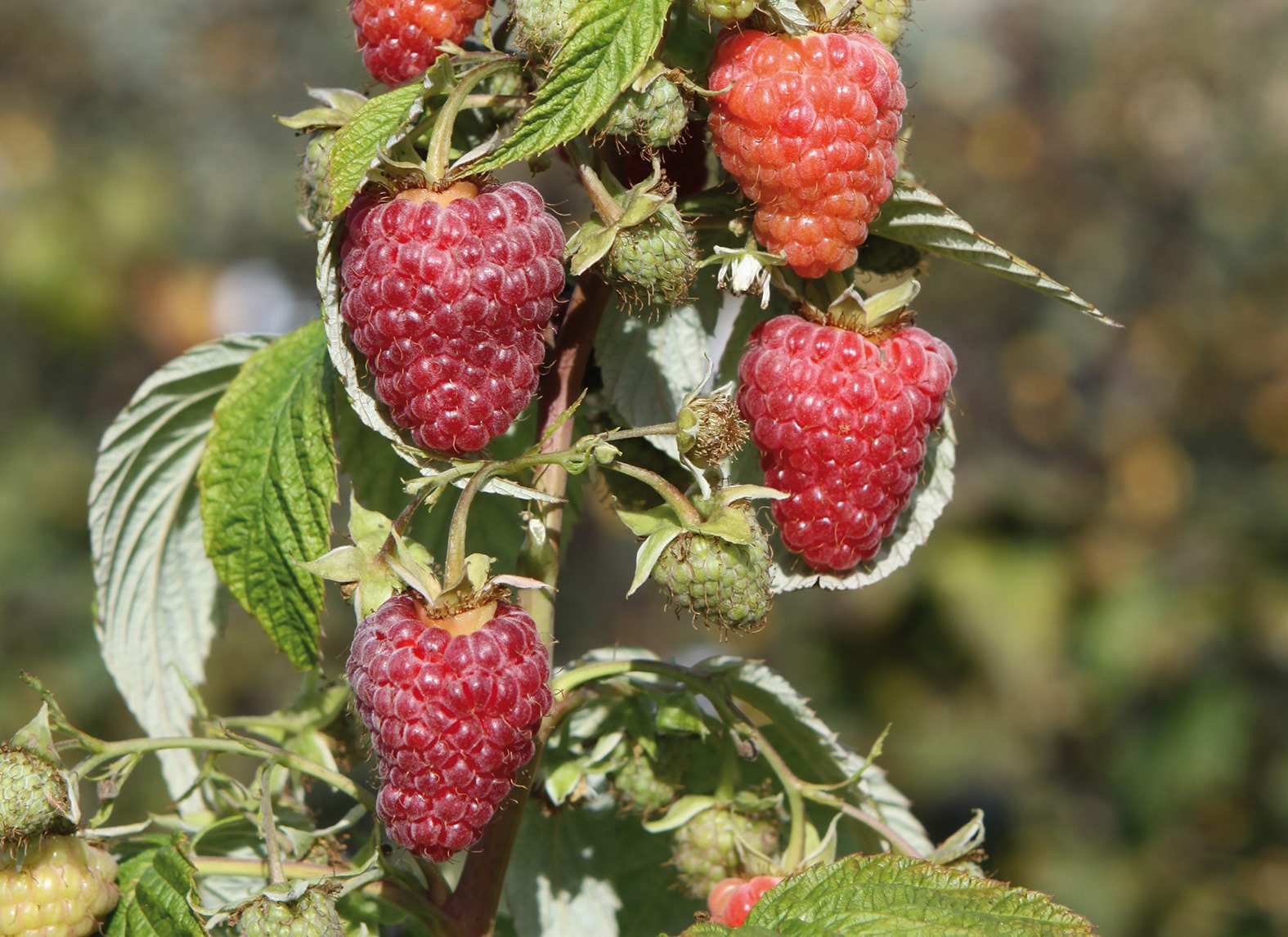 Pépinières Ripoche Rubus Abundance Red framboisier rouge