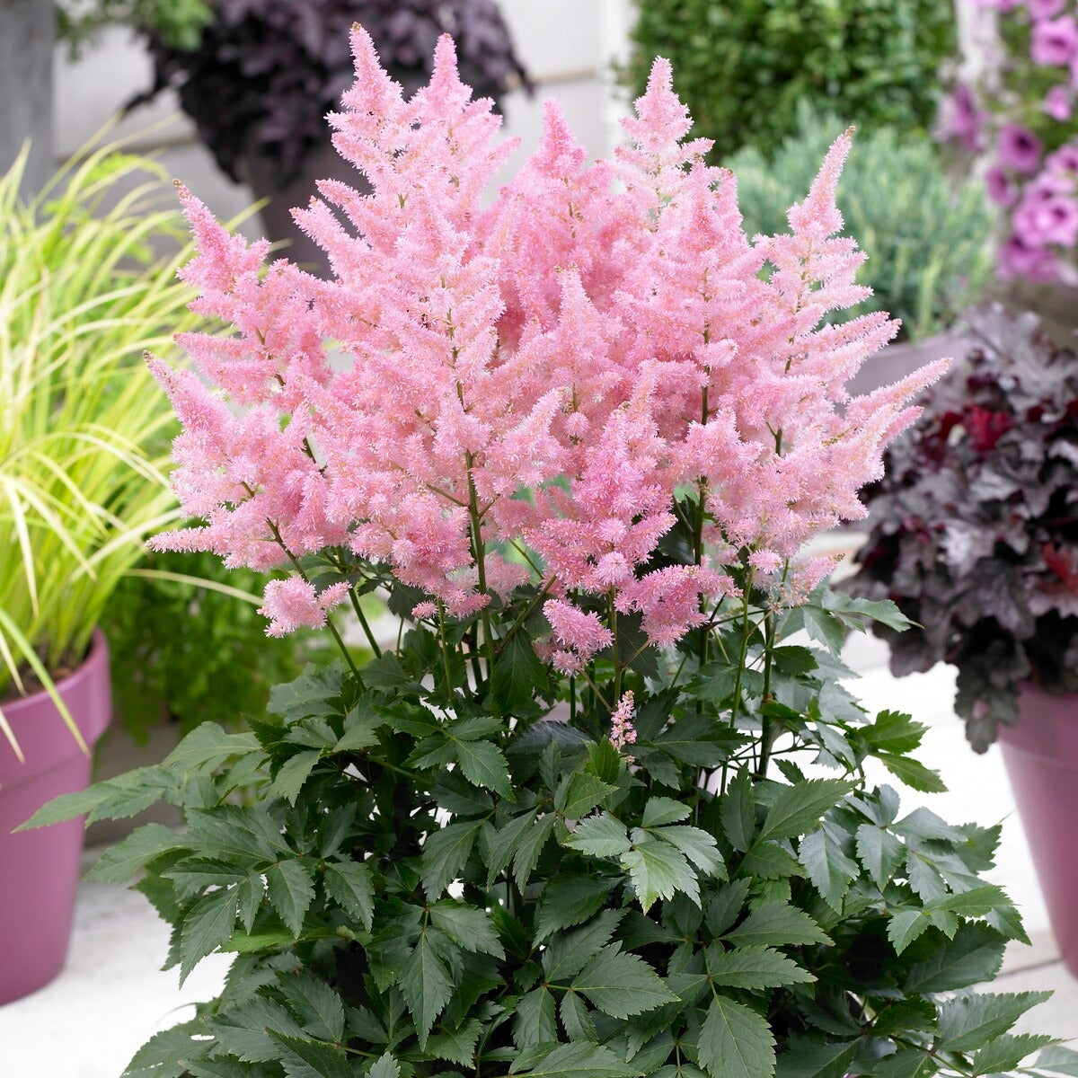 Bakker Astilbes Nouvelle vague vivace rose 3 racines nues