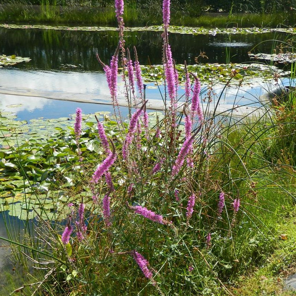 Bakker Salicaire commune plante de bassin pot Ø9cm rose
