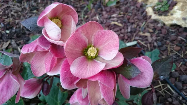 Helleborus ericsmithii Pirouette hellébore rose pot 2 litres
