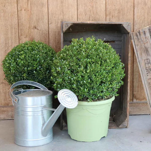 Bakker Houx Japon Ilex crenata boule pot 2L 15-20cm