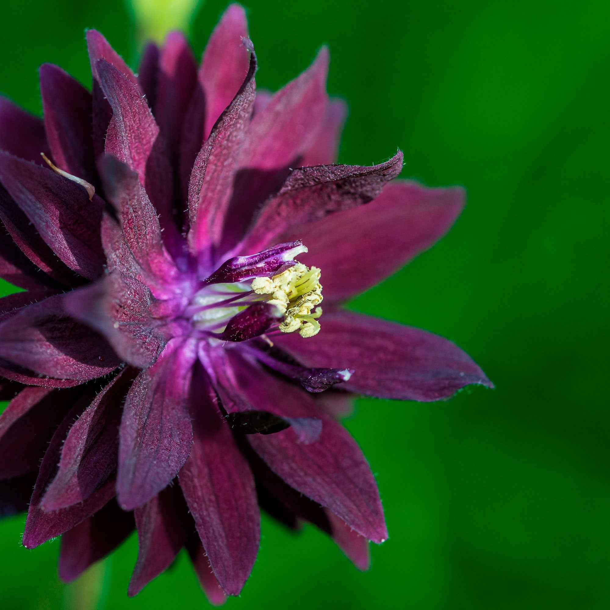 Bakker Ancolie Black Barlow plante vivace pot 9cm violet