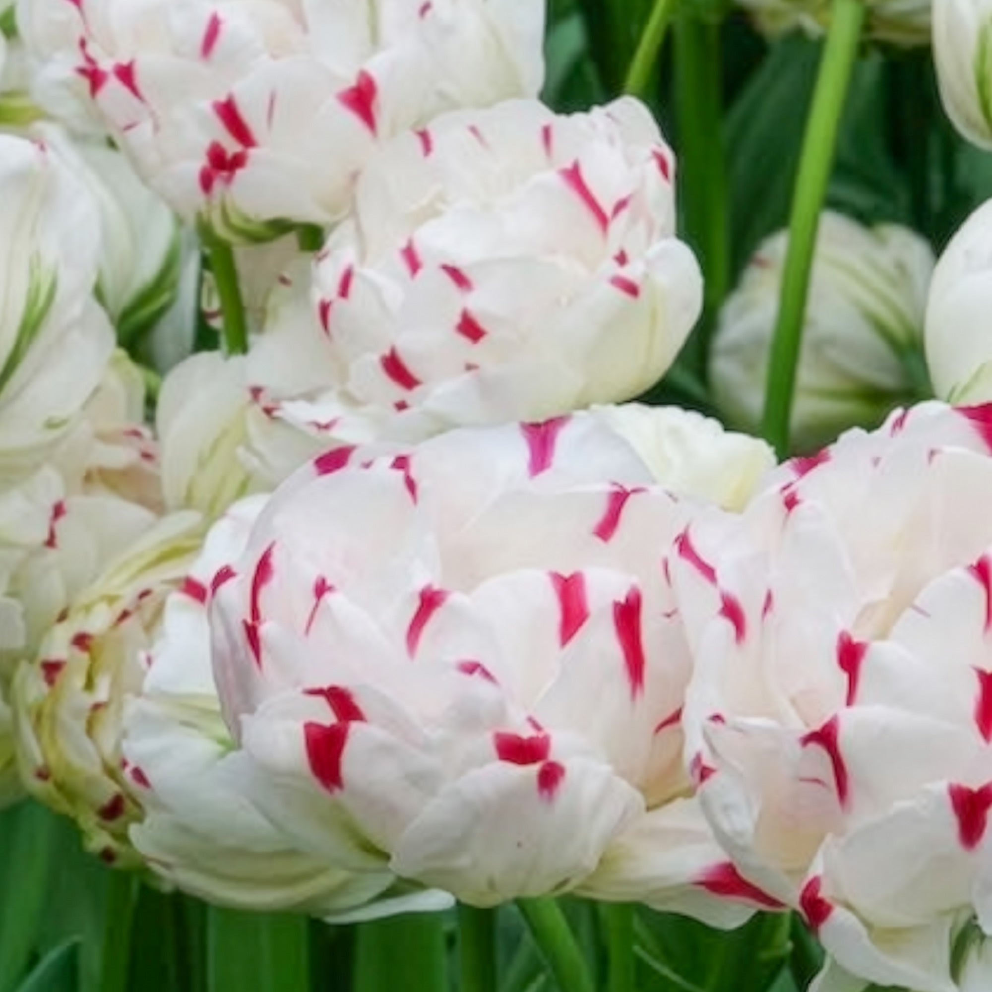 Bakker Dance Line tulipe double 7 bulbes multicolore