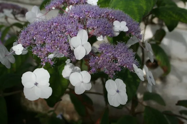 Les Hortensias du Haut Bois Rocklon hortensia aspera godet ombre