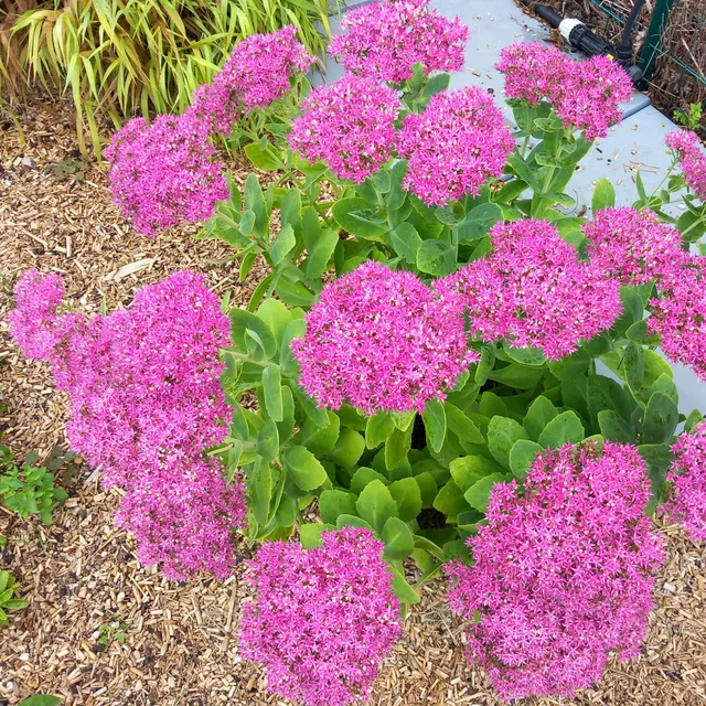 Passion Vivaces Sedum spectabilis Lisa vivace rose foncé