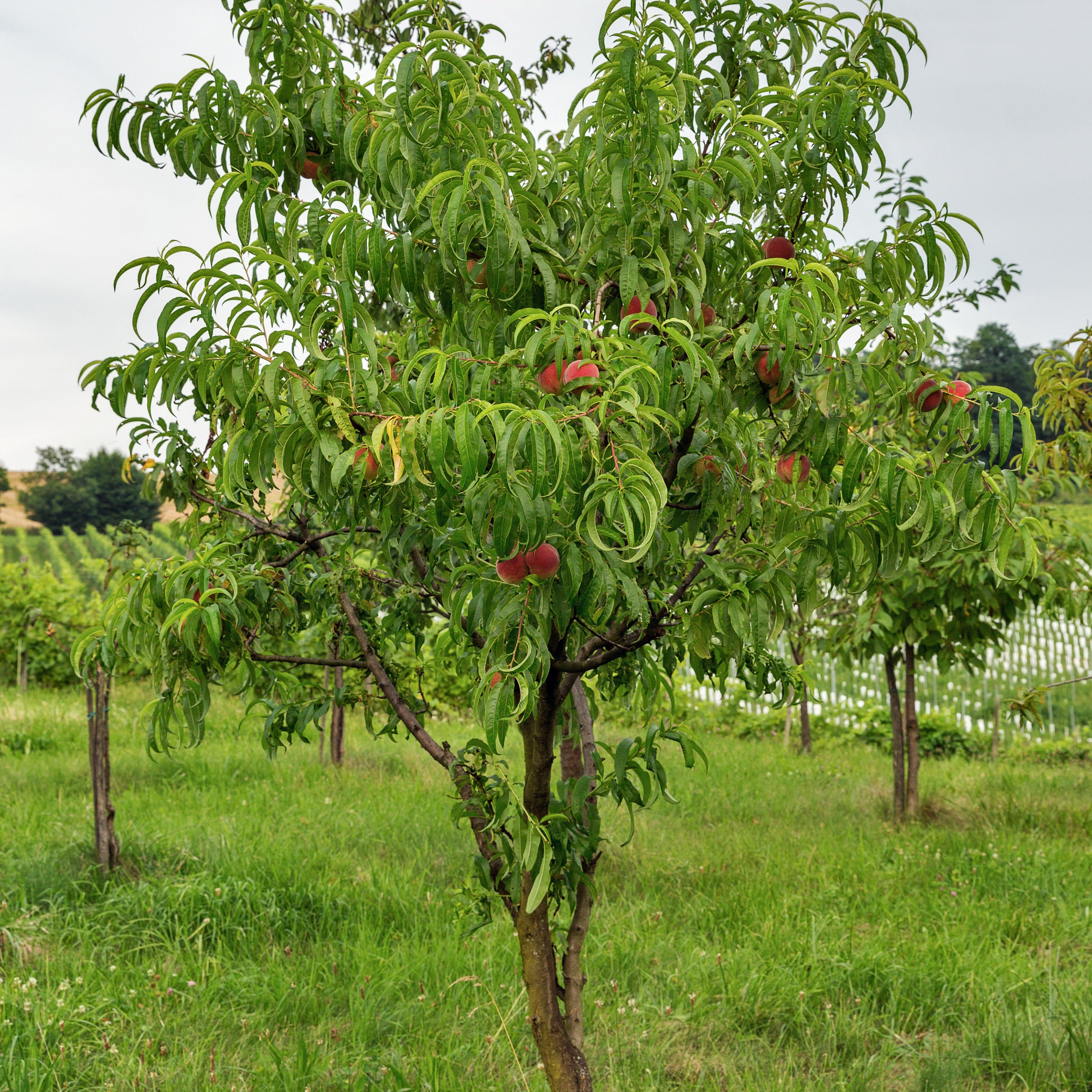 Bakker Fruitiers Nectarine Big Top nectarinier pot 3L sucrée