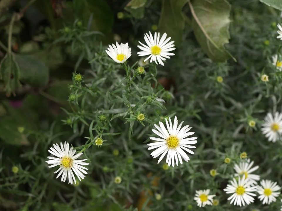 Passion Vivaces Aster Oktoberlicht plante vivace blanche godet