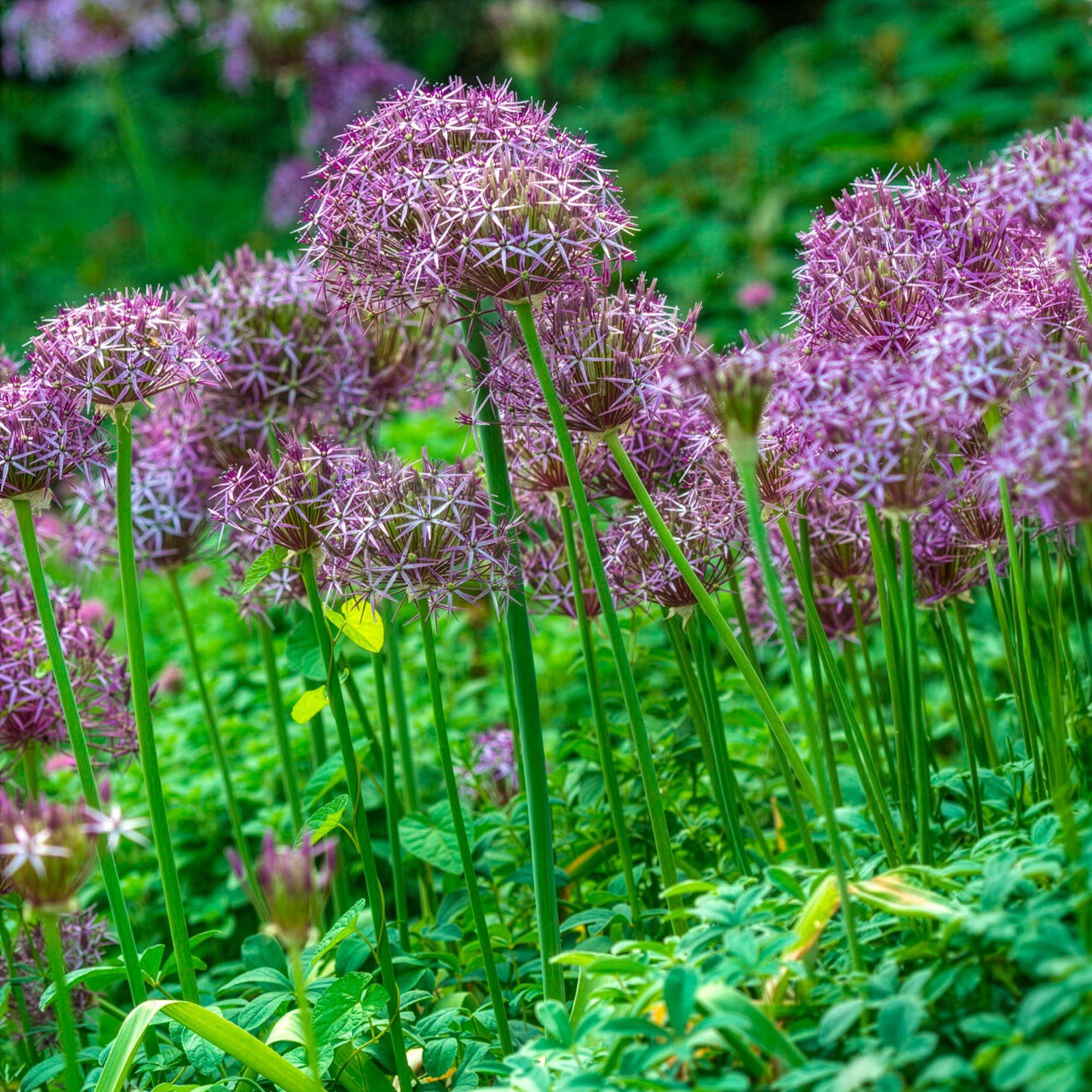 Bakker Bulbes à fleurs Allium Christophii bulbes 10 bulbes violet