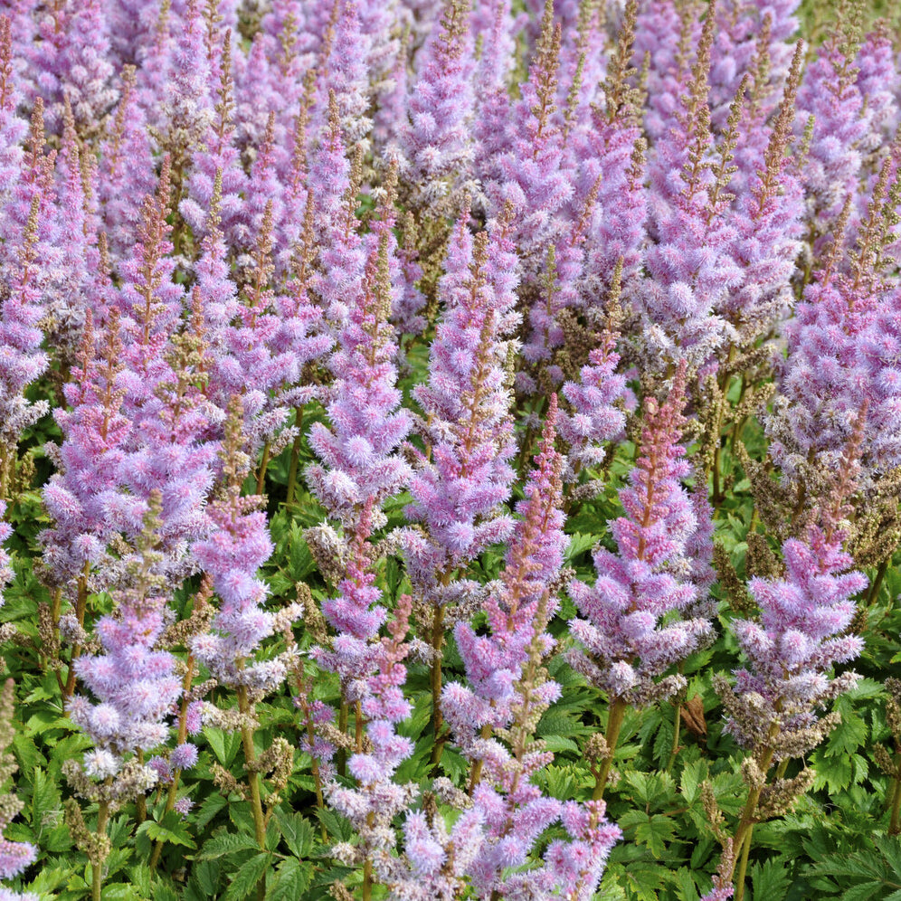 Bakker Astilbe Pumila vivace violette pot 9cm mi-ombre