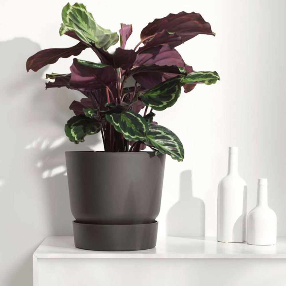 Bakker Calathea Medaillon XL plante intérieur pot 19cm 70-90cm