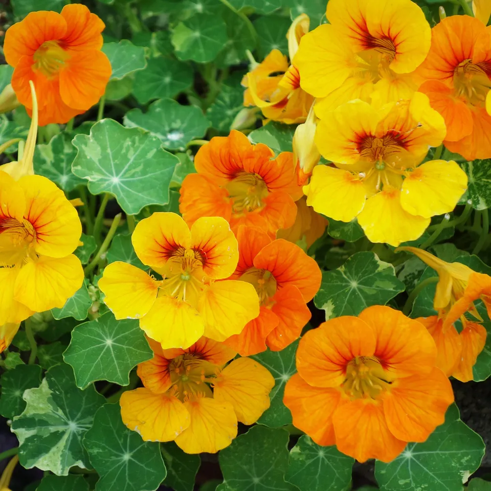 Bakker Capucine grande fleur simple mélange bio 2,5g
