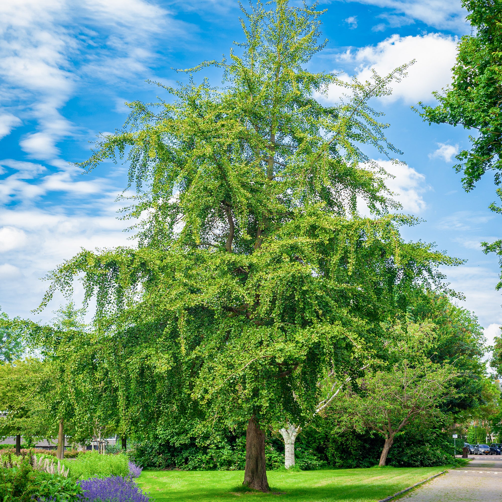 Bakker Ginkgo biloba arbre pot 3L 80-100cm jaune