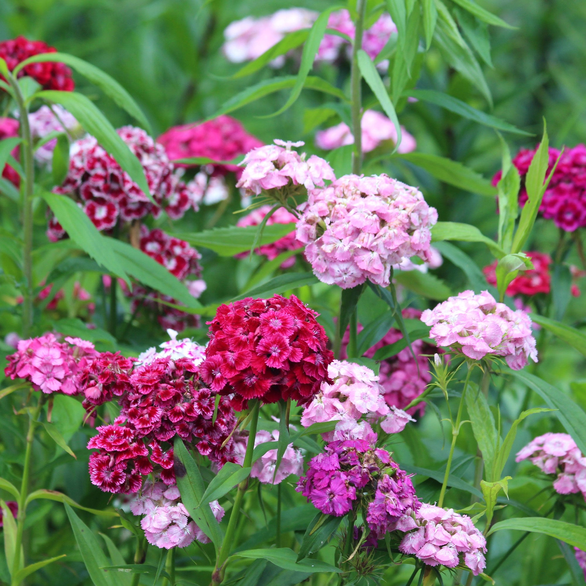 Bakker Œillet de poète en mélange graines sachet 1g fleurs à couper