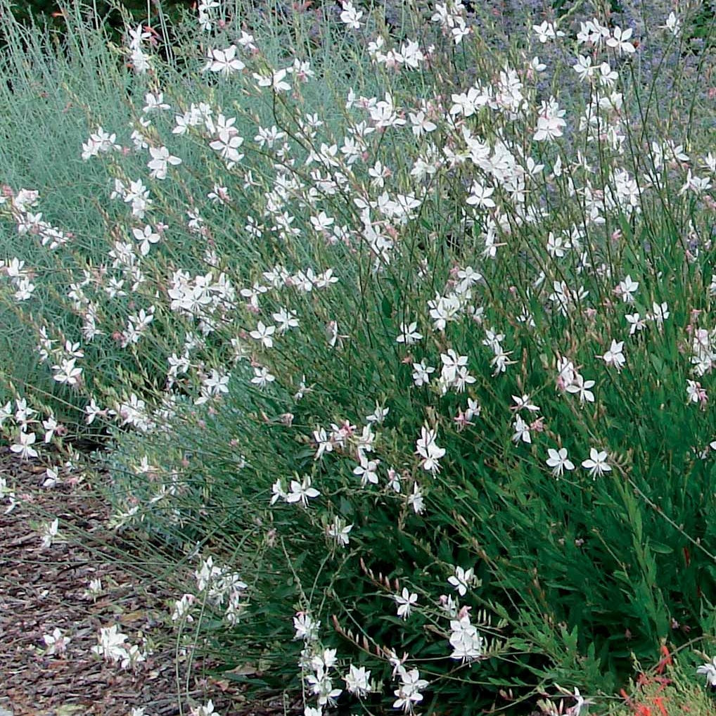 Bakker Gauras Blanc et Rose vivace 2 pots Ø9cm longue floraison