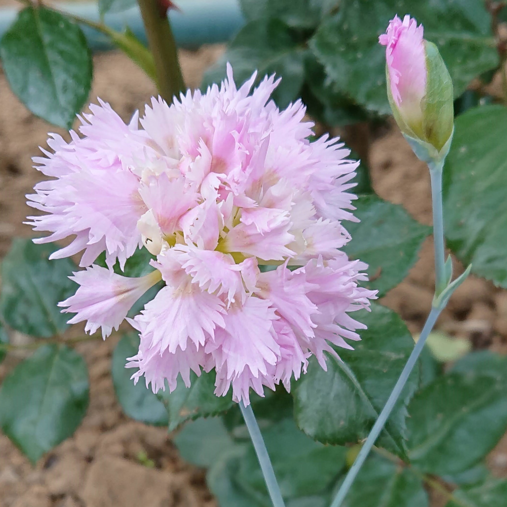 Passion Vivaces Dianthus plumarius Her Majesty Rose œillet pot