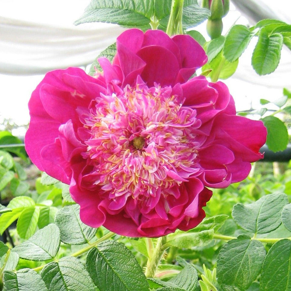 Bakker Pompom Perfume Rosier Pot 9cm Rose Pivoine