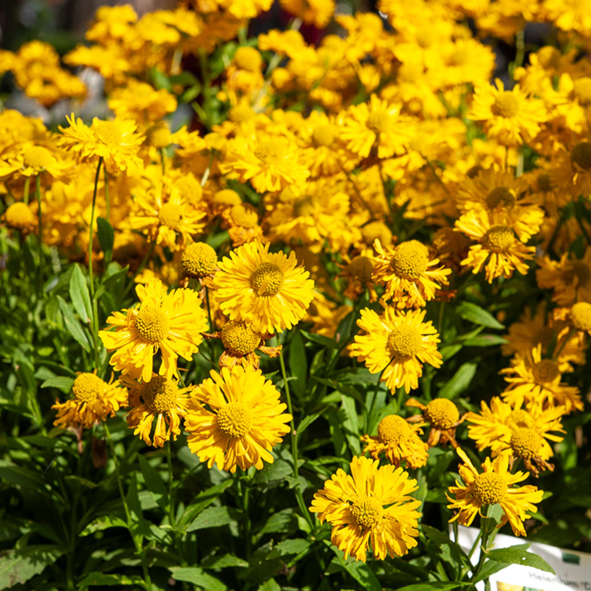 Bakker Hélénie Double Trouble vivace pot 9cm jaune 90cm