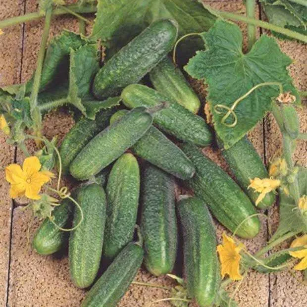 Bakker Hokus graines de cornichon sachet 30 graines marinage