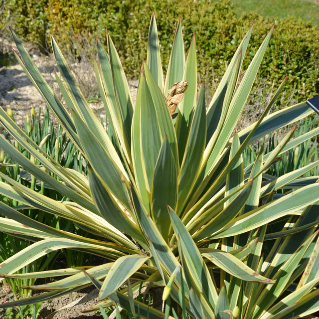 Bakker Yucca gloriosa Citrus Twist arbuste godet 9 cm panaché