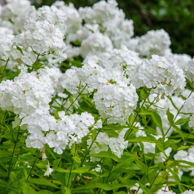 Bakker Phlox White Admiral vivace pot 9cm blanc