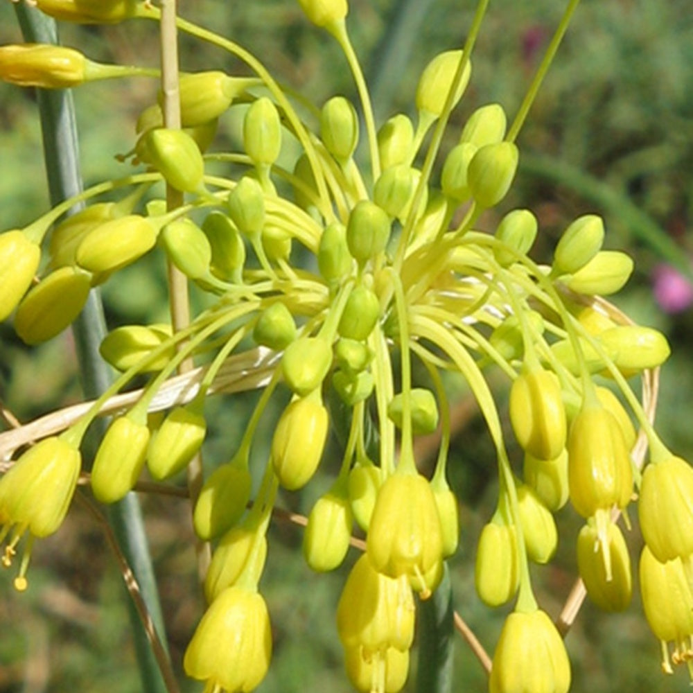 Bakker Ail Jaune Allium flavum vivace pot 8cm