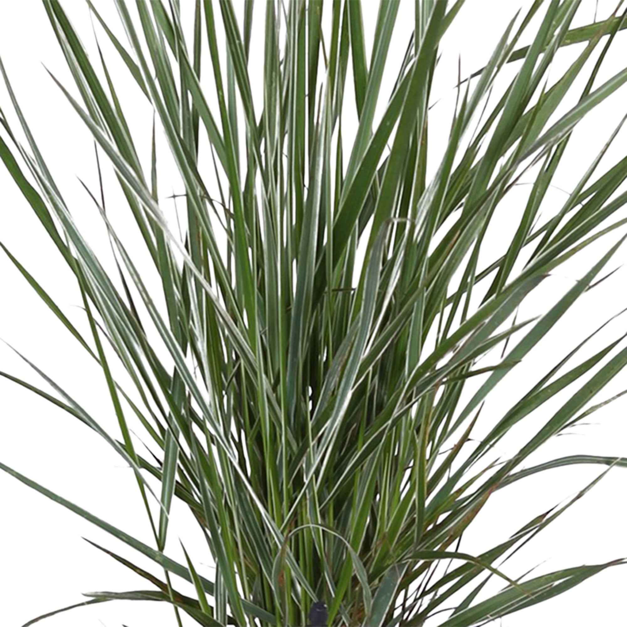 Bakker Calamagrostide Overdam graminée pot 9cm crème
