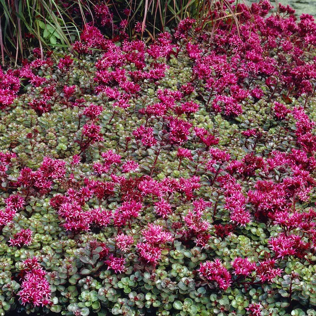 Bakker Sedum Fuldaglut orpin 5 pots 9cm couvre-sol rouge