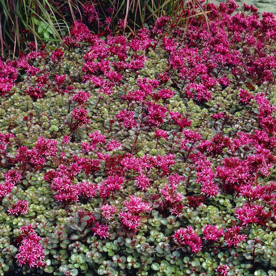 Bakker Sedum Fuldaglut orpin 5 pots 9cm couvre-sol rouge